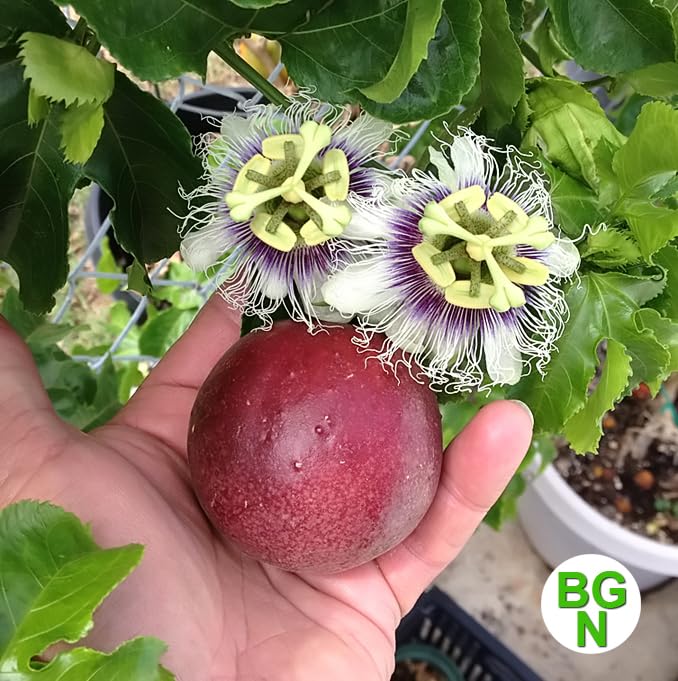 Cold Hardy 'Red Rover' Edible Passiflora Edulis - Edible Purple Passion Flower Fruit Vine - Live Plant