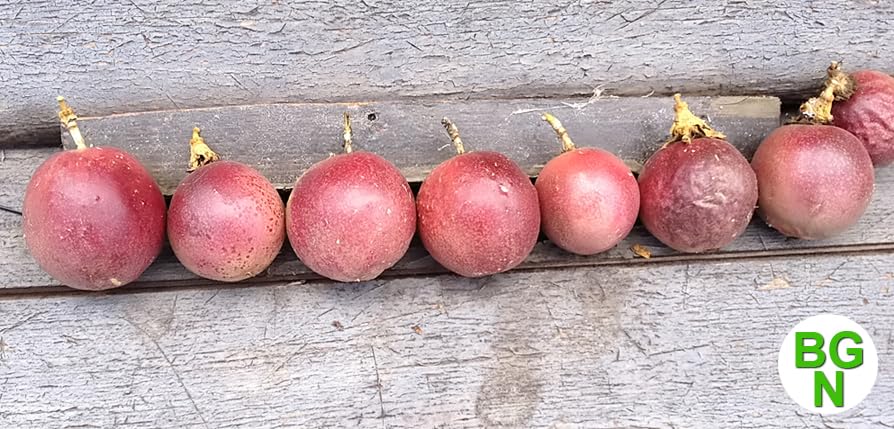 Cold Hardy 'Red Rover' Edible Passiflora Edulis - Edible Purple Passion Flower Fruit Vine - Live Plant