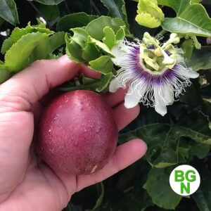 Cold Hardy 'Red Rover' Edible Passiflora Edulis - Edible Purple Passion Flower Fruit Vine - Live Plant