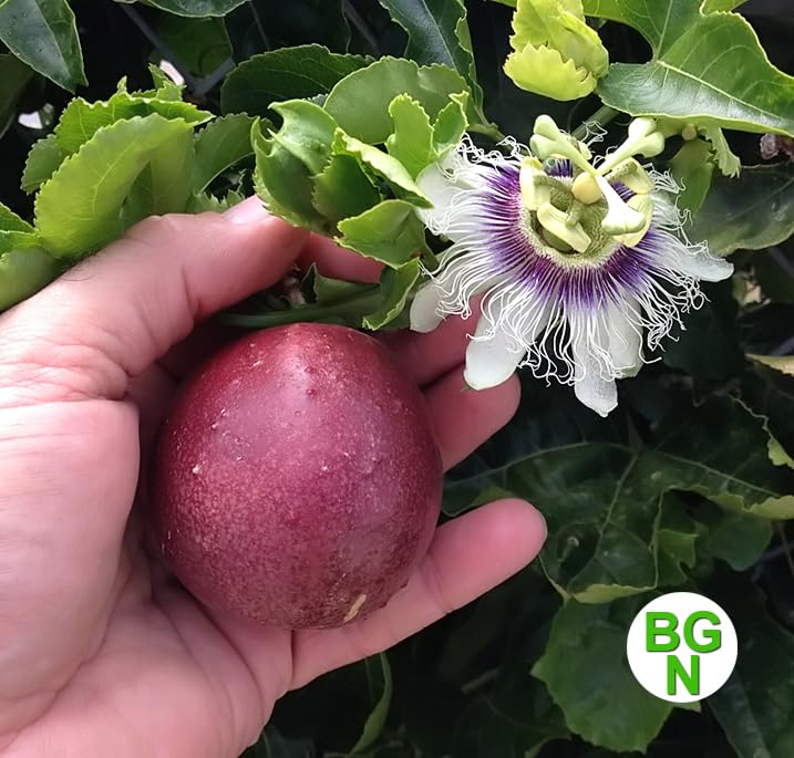 Cold Hardy 'Red Rover' Edible Passiflora Edulis - Edible Purple Passion Flower Fruit Vine - Live Plant