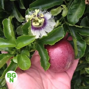 Cold Hardy 'Red Rover' Edible Passiflora Edulis - Edible Purple Passion Flower Fruit Vine - Live Plant