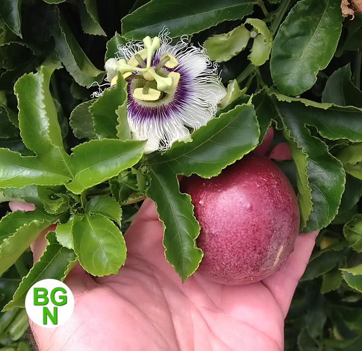 Cold Hardy 'Red Rover' Edible Passiflora Edulis - Edible Purple Passion Flower Fruit Vine - Live Plant