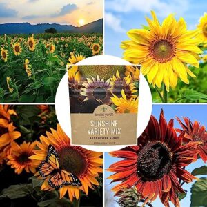 Sunflower Variety Mix 10 Types of Beautiful Sunflowers - Bulk 1 Ounce Packet - Open Pollinated Sunflower Seeds