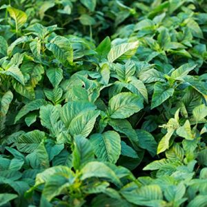 jamaican callaloo,(500 seeds) amaranth, used in,west indian & asian cuisines