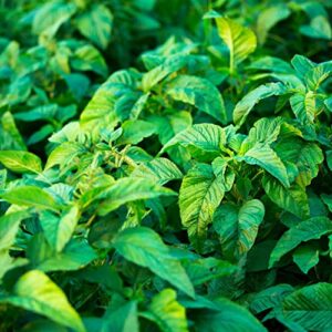 Jamaican CALLALOO,(500 Seeds) amaranth, Used in,West Indian & Asian Cuisines