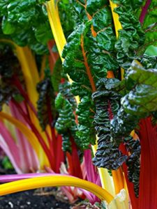 100+ heirloom rainbow mix swiss chard seeds - non-gmo, easy to grow, delicious and nutritious