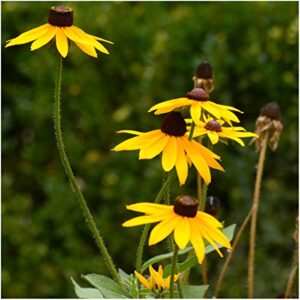 seed needs, black-eyed susan seeds for planting (rudbeckia hirta) bulk package of 30,000 seeds - heirloom & open pollinated, attracts pollinators