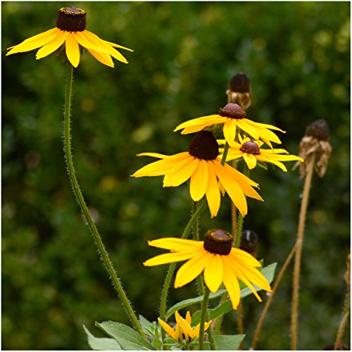 Seed Needs, Black-Eyed Susan Seeds for Planting (Rudbeckia hirta) Bulk Package of 30,000 Seeds - Heirloom & Open Pollinated, Attracts Pollinators