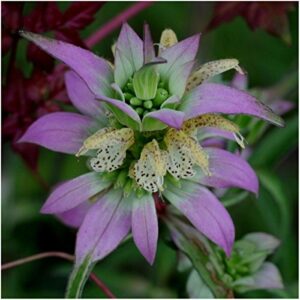 Seed Needs, Bee Balm Seed Packet Collection (3 Individual Varieties of Seed for Planting) Non-GMO & Untreated