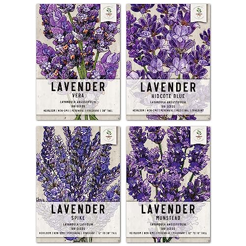 Seed Needs, Lavender Herb Seed Packet Collection (4 Varieties of Lavender Seeds for Planting) Heirloom, Non-GMO & Untreated