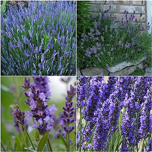 Seed Needs, Lavender Herb Seed Packet Collection (4 Varieties of Lavender Seeds for Planting) Heirloom, Non-GMO & Untreated