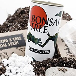 Bonsai Tree Grow Kit | Japanese Maple | White Design | The Jonsteen Company