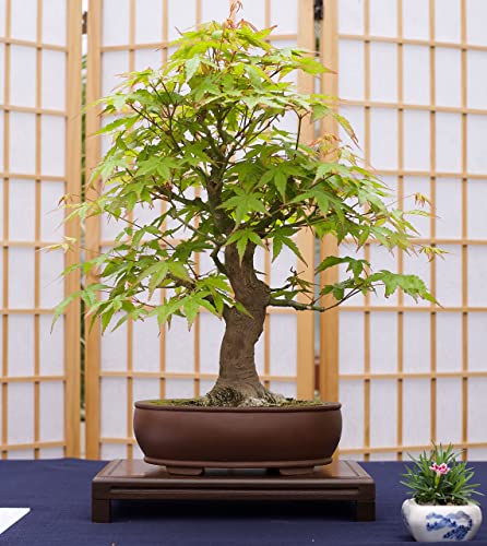 Bonsai Tree Grow Kit | Japanese Maple | White Design | The Jonsteen Company