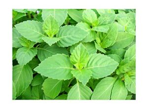 100+ indian rama tulsi holy sacred basil seeds green leaf heirloom non-gmo tulasi herb grows big fragrant grown in usa