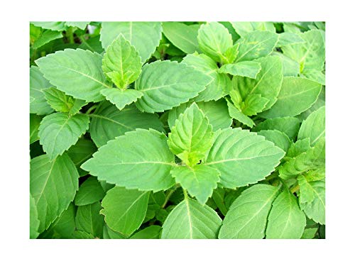 100+ Indian Rama Tulsi Holy Sacred Basil Seeds Green Leaf Heirloom Non-GMO Tulasi Herb Grows Big Fragrant Grown in USA