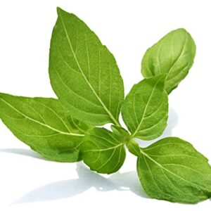 100+ Indian Rama Tulsi Holy Sacred Basil Seeds Green Leaf Heirloom Non-GMO Tulasi Herb Grows Big Fragrant Grown in USA