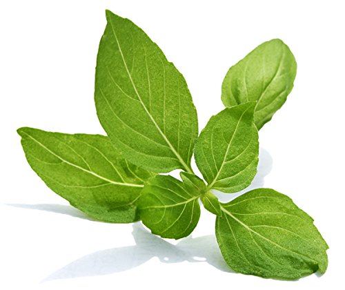 100+ Indian Rama Tulsi Holy Sacred Basil Seeds Green Leaf Heirloom Non-GMO Tulasi Herb Grows Big Fragrant Grown in USA