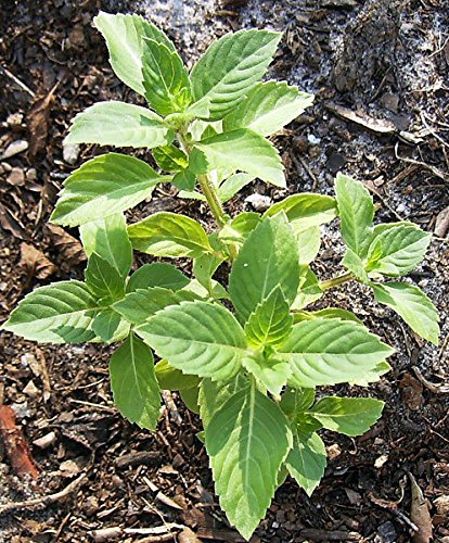 100+ Indian Rama Tulsi Holy Sacred Basil Seeds Green Leaf Heirloom Non-GMO Tulasi Herb Grows Big Fragrant Grown in USA
