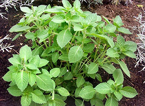 100+ Indian Rama Tulsi Holy Sacred Basil Seeds Green Leaf Heirloom Non-GMO Tulasi Herb Grows Big Fragrant Grown in USA