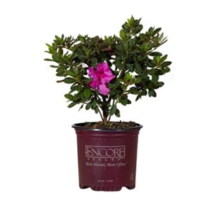encore azalea autumn royalty (1 gallon) azalea of the year purple flowering shrub - full sun live outdoor rhododendron plants