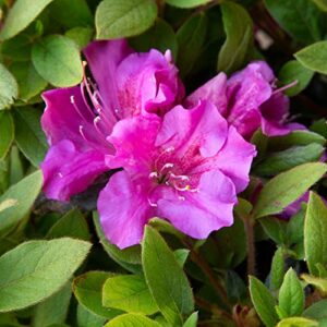 Encore Azalea Autumn Royalty (1 Gallon) Azalea of The Year Purple Flowering Shrub - Full Sun Live Outdoor Rhododendron Plants