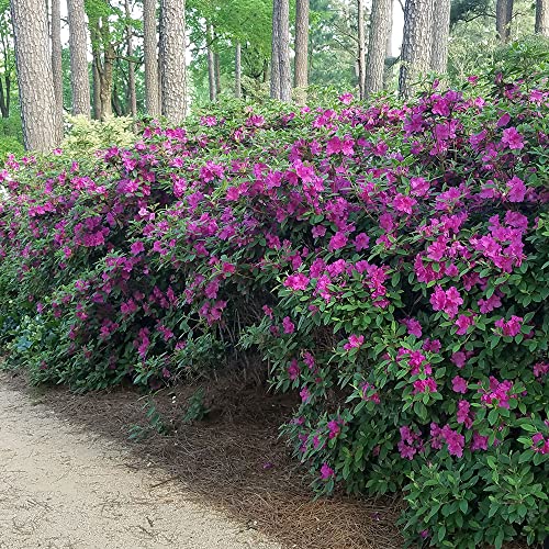 Encore Azalea Autumn Royalty (1 Gallon) Azalea of The Year Purple Flowering Shrub - Full Sun Live Outdoor Rhododendron Plants