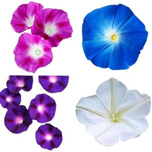 morning glory seed mix of blue, purple, white, rose vine seeds