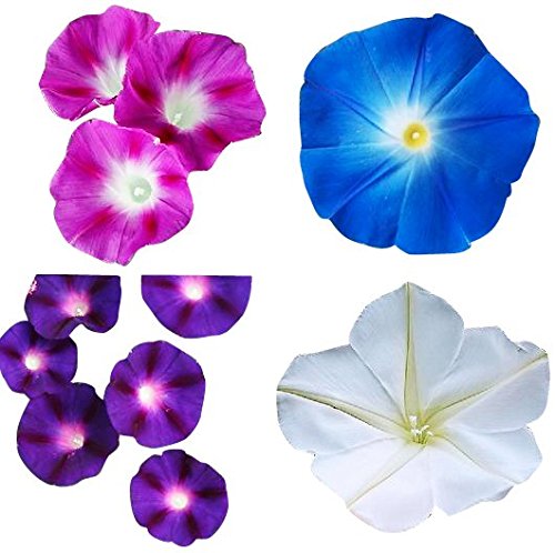 Morning Glory Seed Mix of Blue, Purple, White, Rose Vine Seeds