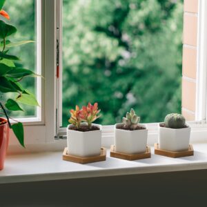 T4U Small White Succulent Planter Pots with Bamboo Tray Hexagon Set of 2, Geometric Cactus Plant Holder Container for Home Office Table Desk Decoration for Mom Aunt Sisiter Gardener