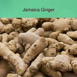 JAMAICAN GINGER - Zingiber officinale-Grow Your own,Grow Indoors or Outdoors(1 Pound)