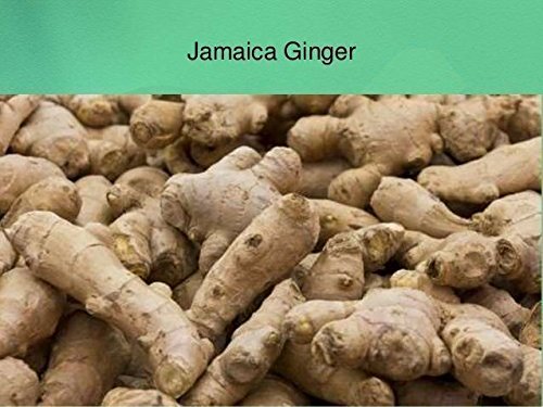 JAMAICAN GINGER - Zingiber officinale-Grow Your own,Grow Indoors or Outdoors(1 Pound)