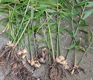 JAMAICAN GINGER - Zingiber officinale-Grow Your own,Grow Indoors or Outdoors(1 Pound)