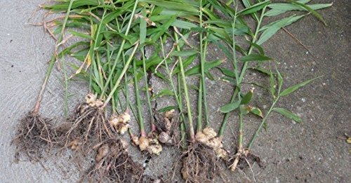 JAMAICAN GINGER - Zingiber officinale-Grow Your own,Grow Indoors or Outdoors(1 Pound)