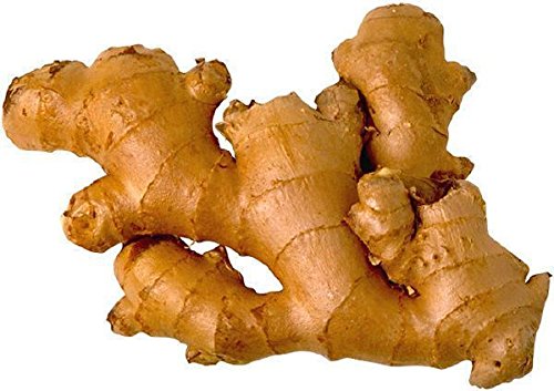JAMAICAN GINGER - Zingiber officinale-Grow Your own,Grow Indoors or Outdoors(1 Pound)