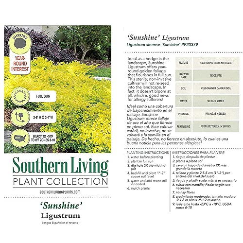 Southern Living Sunshine Ligustrum 2 Gallon