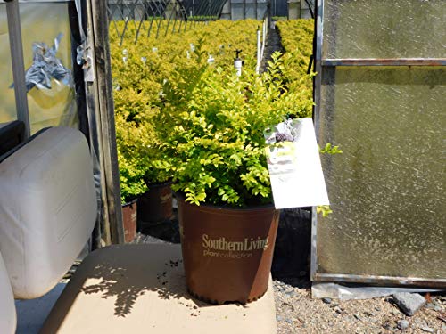 Southern Living Sunshine Ligustrum 2 Gallon