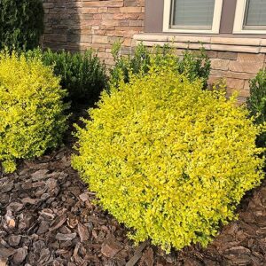 Southern Living Sunshine Ligustrum 2 Gallon