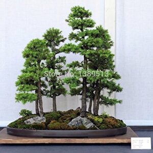 Bonsai seeds 50 pcs Japanese White Spruce Pine, Pinus parviflora, Tree Seeds Bonsai Evergreen DIY Home gardening