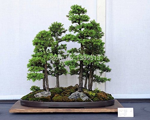 Bonsai seeds 50 pcs Japanese White Spruce Pine, Pinus parviflora, Tree Seeds Bonsai Evergreen DIY Home gardening