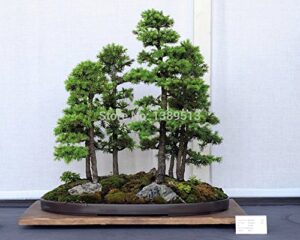 bonsai seeds 50 pcs japanese white spruce pine, pinus parviflora, tree seeds bonsai evergreen diy home gardening