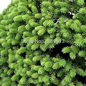 Bonsai seeds 50 pcs Japanese White Spruce Pine, Pinus parviflora, Tree Seeds Bonsai Evergreen DIY Home gardening