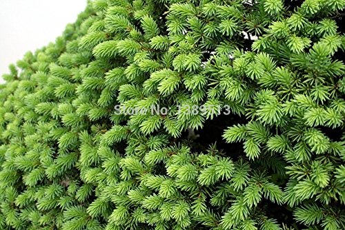 Bonsai seeds 50 pcs Japanese White Spruce Pine, Pinus parviflora, Tree Seeds Bonsai Evergreen DIY Home gardening