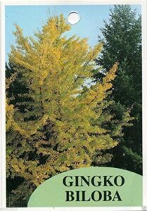 ginkgo biloba plant seeds"maidenhiar tree" can make an excellent bonsai(5 seeds)