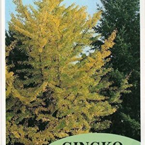 GINKGO BILOBA Plant Seeds"Maidenhiar tree" Can make an excellent bonsai(5 seeds)