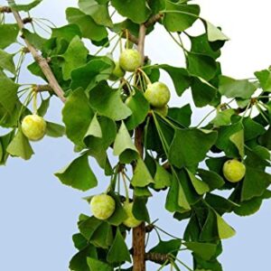 GINKGO BILOBA Plant Seeds"Maidenhiar tree" Can make an excellent bonsai(5 seeds)