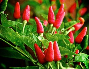 30+ tabasco hot pepper seeds heirloom non-gmo red chili spicy, rich flavor, productive, from usa harley seeds
