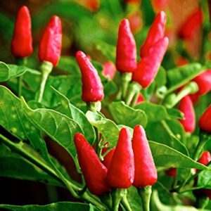 30+ Tabasco Hot Pepper Seeds Heirloom Non-GMO Red Chili Spicy, Rich Flavor, Productive, from USA HARLEY SEEDS