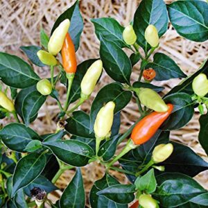 30+ Tabasco Hot Pepper Seeds Heirloom Non-GMO Red Chili Spicy, Rich Flavor, Productive, from USA HARLEY SEEDS