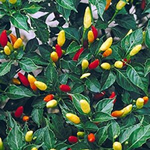 30+ Tabasco Hot Pepper Seeds Heirloom Non-GMO Red Chili Spicy, Rich Flavor, Productive, from USA HARLEY SEEDS