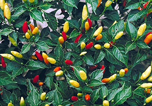 30+ Tabasco Hot Pepper Seeds Heirloom Non-GMO Red Chili Spicy, Rich Flavor, Productive, from USA HARLEY SEEDS